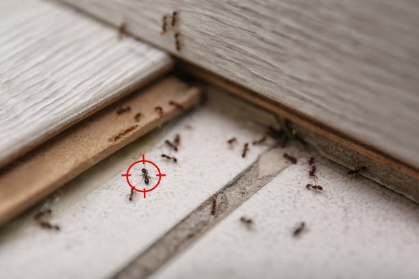 Best Bed Bug Extermination  in Whitinsville, MA